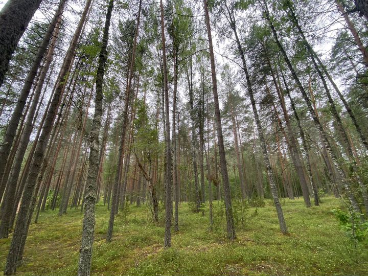 Участок 7 сот. (ИЖС)