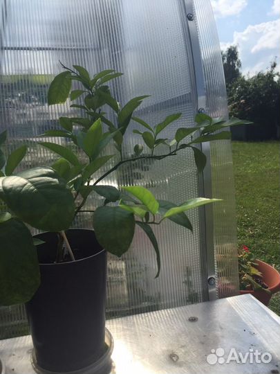 Лимон Мейер