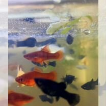 бычки - Купить недорого аквариум и рыбок 🐠 в Краснодарском
