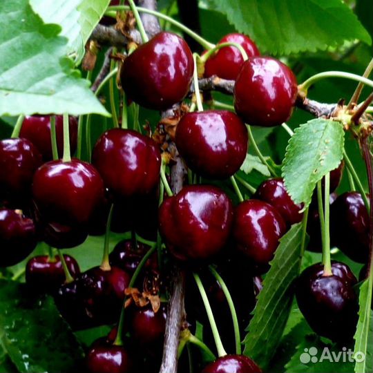 Вишня саженцы