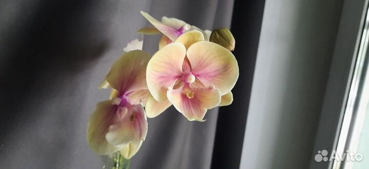 Орхидея фпленопсис бин лип