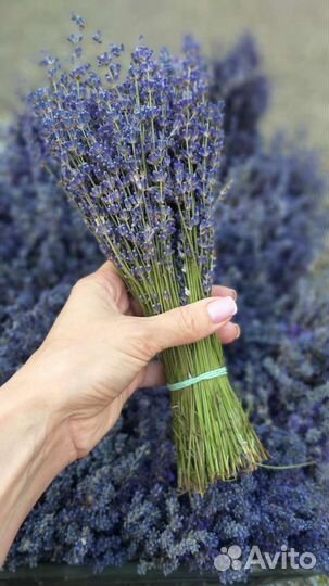 Пучок лаванды