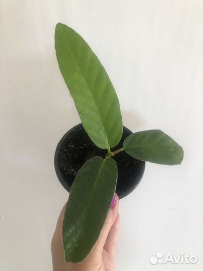 Сортовые фикусы продам