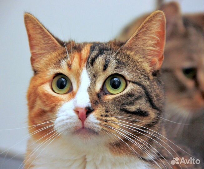 Миловидная Агата