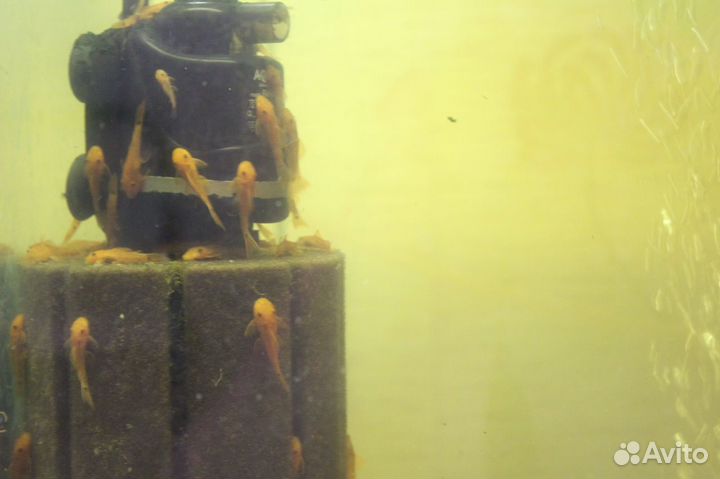 Анциструсы