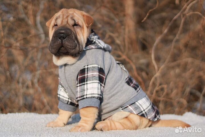 Шарпейчики разные окрасы