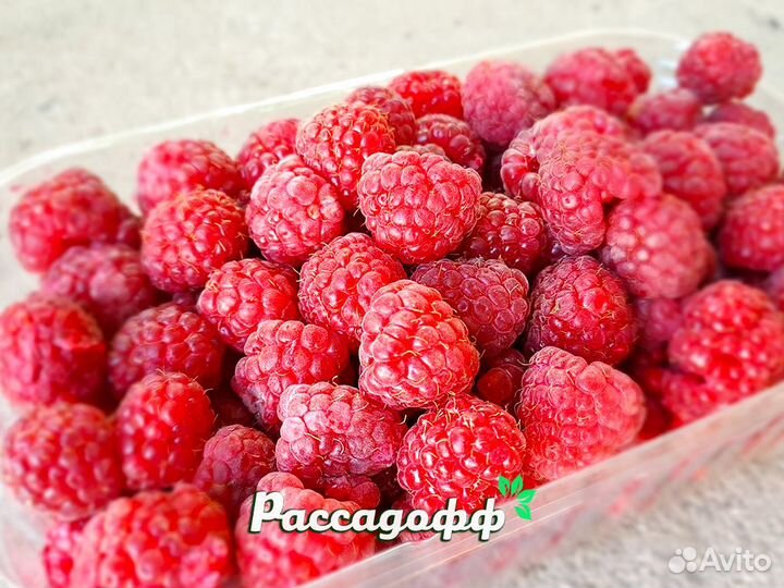 Саженцы малины. Оптом