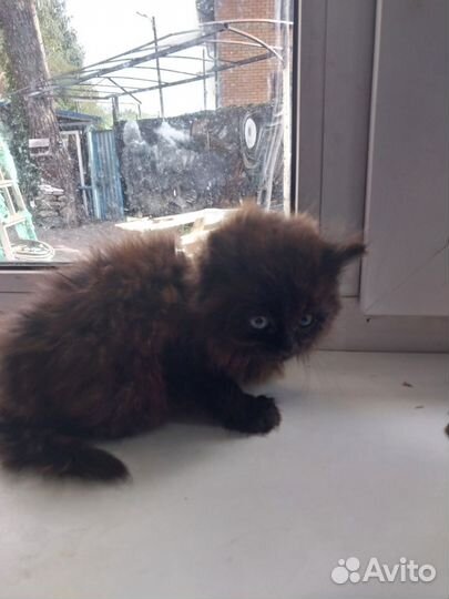 Чёрные котики