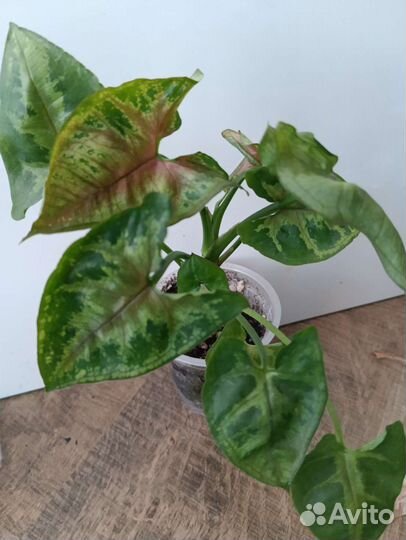 Сингониум, диффенбахия