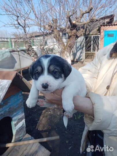 Щенки в хорошие руки