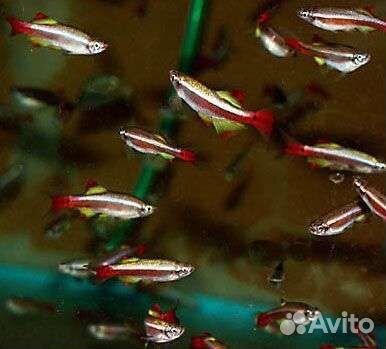 Водорослеед GLO, кардиналы, данио, растение