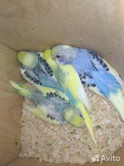 Птенчики волнистых попугайчиков