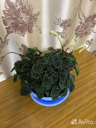 Пеперомия сморщенная