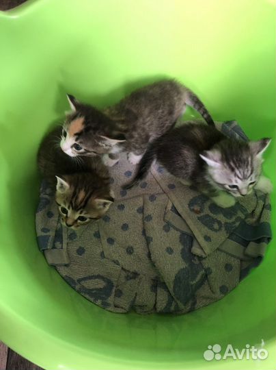 Котята бесплатно