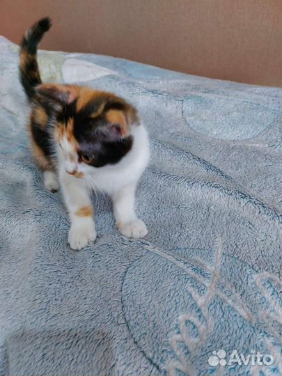 Кошечка к счастью)