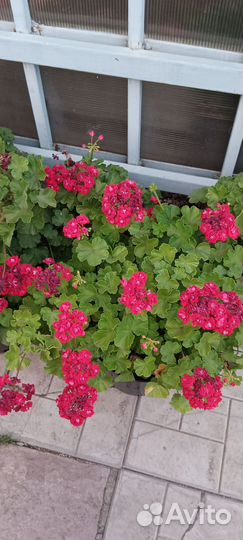 Пеларгония герань 150