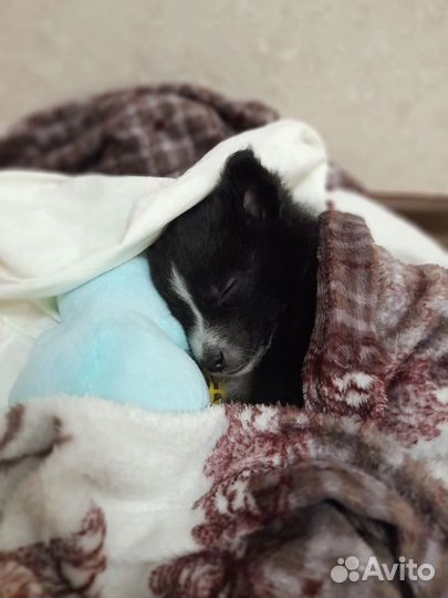 Щенок маленькой собаки