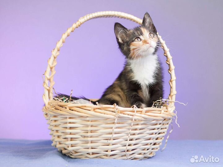 Кошечка Кира,2 мес в дар