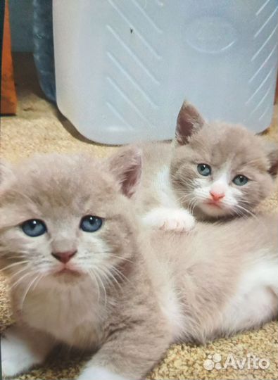 Кошка в дар бесплатно