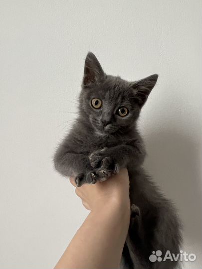 Котёнок мальчик серый