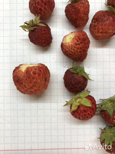 Клубника, Земляника «Диана»