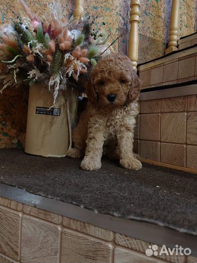 Карликовый пудель