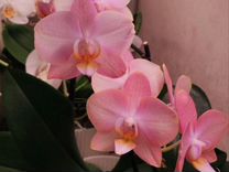Орхидея фаленопсис Prosseco забронировано до 6.08