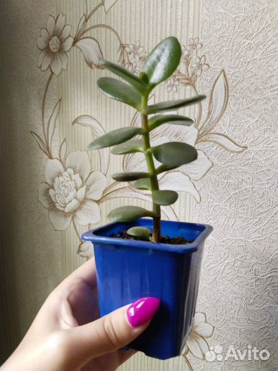 Суккуленты