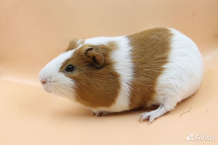 Морские свинки мальчики