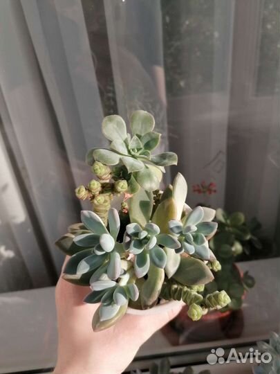 Суккуленты