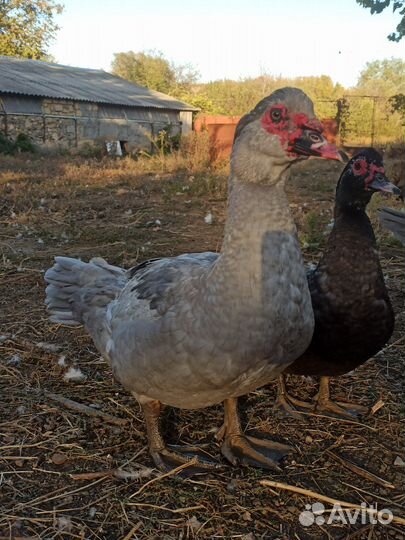 Утак и уточка тяжёлой линии (Франция)