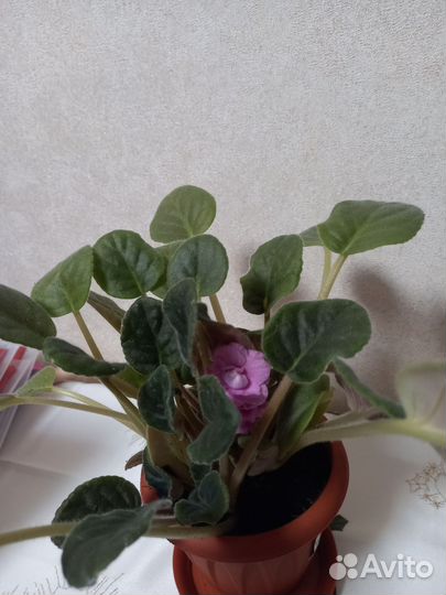 Цветущие фиалки