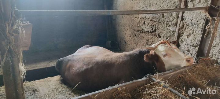 Продам быков белоголовые цена договорная
