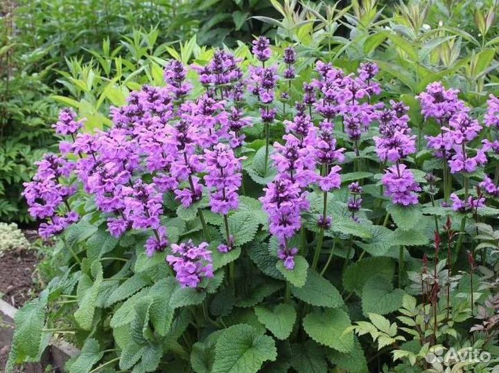 Многолетники садовые