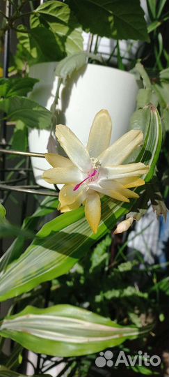 Декабрист шлюмбергера