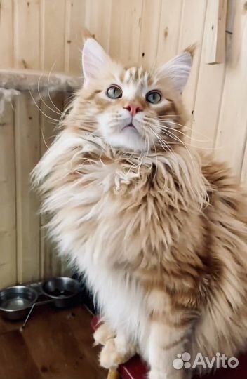 Мейн-Кун Вязка