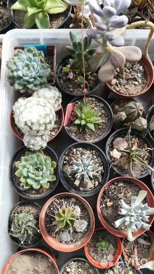 Кактусы и не только