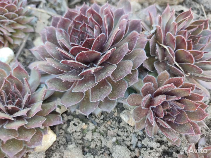 Многолетники садовые