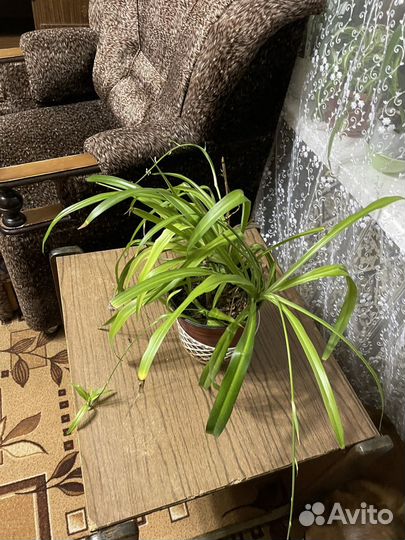 Хлорофитум