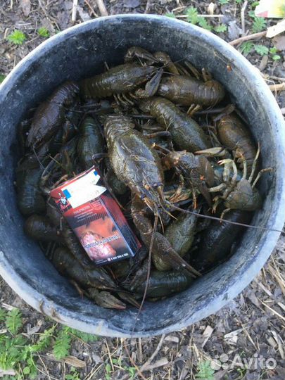 Микс живых речных раков в наличии