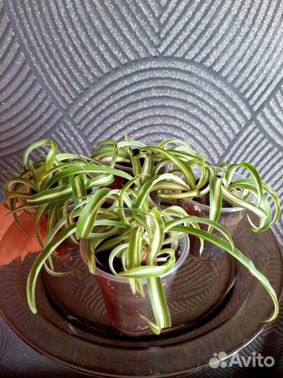 Хлорофитум