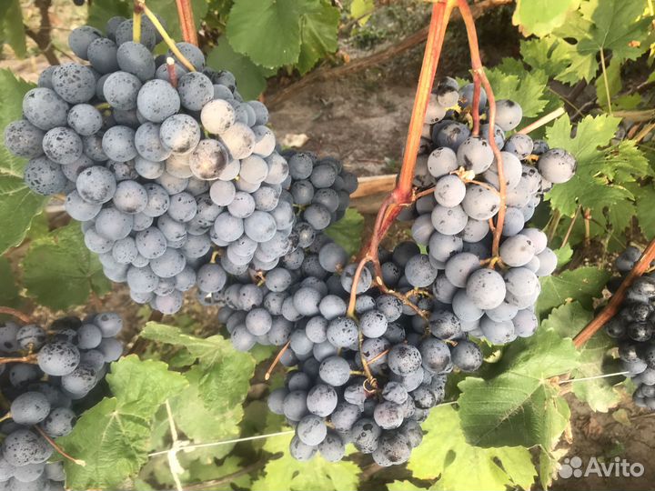 Виноград