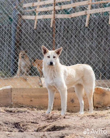 Собака в добрые руки
