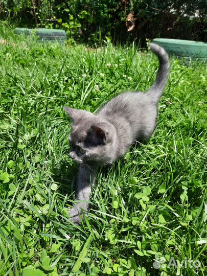 Отдаём котят в добрые руки