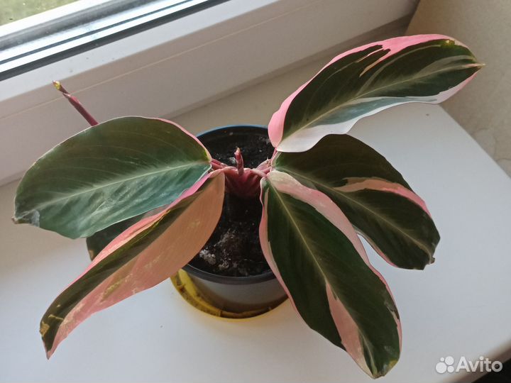 Домашние цветы