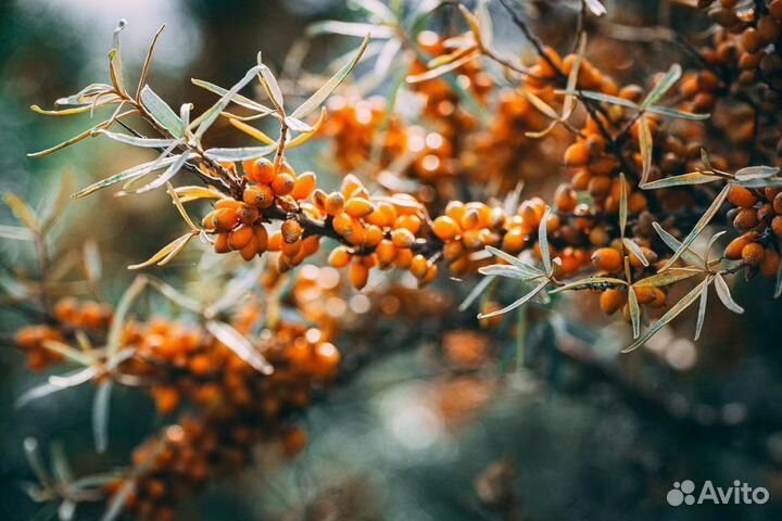 Куст облепихи (ростки)