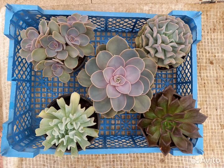 Суккуленты