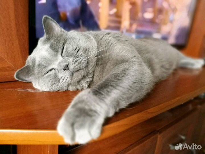 Вязка с британцем