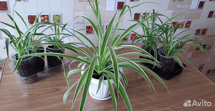 Хлорофитум