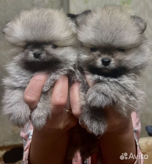 Померанский шпиц